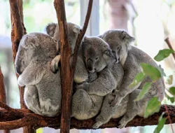 Tickets to Lone Pine Koala Sanctuary